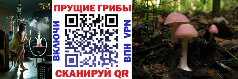 Псилоцибиновые грибы GOLDEN TEACHER дарнет шоп это какой сайт Среднеуральск